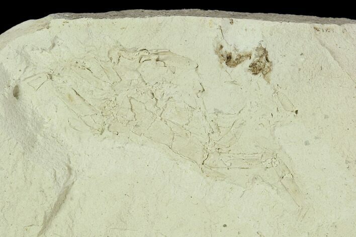 Fossil Pea Crab (Pinnixa) From California - Miocene #128092